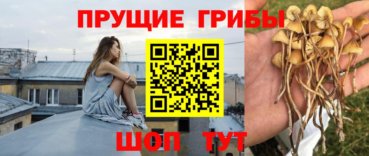 Псилоцибиновые грибы прущие грибы Камышлов